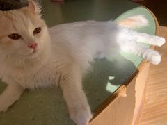 -猫和宫(六道口店)