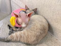 -藏猫猫咖啡主题馆(中央大道店)