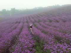 -紫颐香薰山谷景区