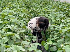 -小鱼草莓采摘园农家乐·小鱼餐厅