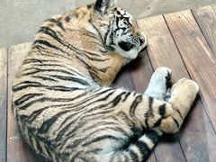 -上海野生动物园