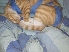 -瑞鹏宠物医院·爱宠堂·骨外专科(西荷分院)