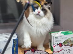 -爱洗澡的猫(天河路店)