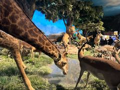 -国家自然博物馆