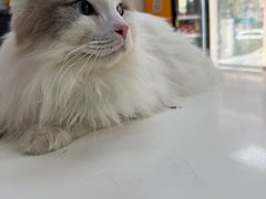 -美联众合爱康动物医院•复杂内科•肿瘤科•牙科•腔镜诊疗中心