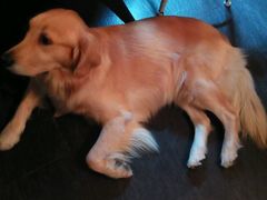 -百好乐宠物友好餐厅(朝外大街店)