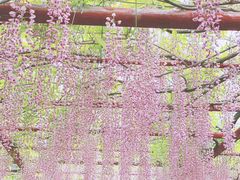 -嘉定紫藤园