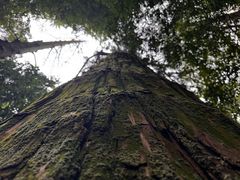 -天目山大树王景区