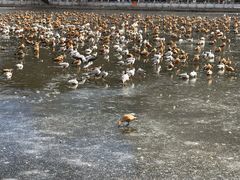 -宗角禄康公园