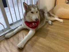-Husky Go! 哈士奇体验馆·宠物咖啡厅狗咖