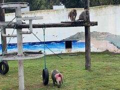 -西霞口神雕山野生动物世界