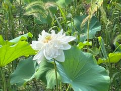 -荷塘月色湿地公园·向阳花洲