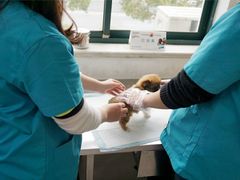 助理人都很nice，打针间歇会安抚狗狗-思宇宠物医院