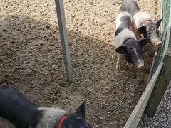 -前小桔亲子创意农场·草莓采摘·露营烧烤