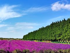 -嘉北郊野公园