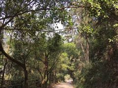 -南宁良凤江国家森林公园