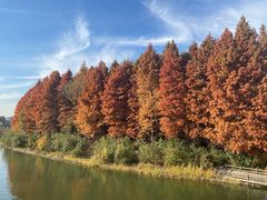-溱湖国家湿地公园