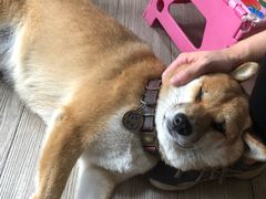 -柴犬高等学院·狗咖·柴犬售卖·宠物训练