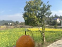 -大围山国家森林公园