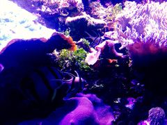 -悉尼海洋生物水族馆
