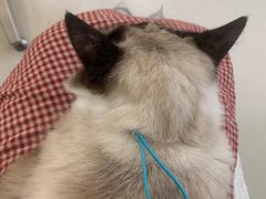 -共舞时光猫咖·狗咖(新街口店)