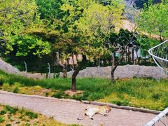 -西霞口神雕山野生动物世界