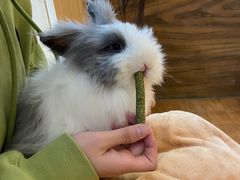 -猫猫幼稚园·撸猫·桌游·电玩