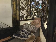 -more than meow吴止猫主题餐厅(承德 中船汇店)