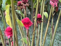 -中国科学院西双版纳热带植物园