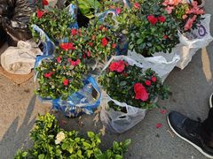 -哈尔滨道外花鸟鱼市场