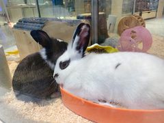-momokira米努特·德文卷毛猫·棉花面纱犬