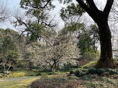 -杭州植物园