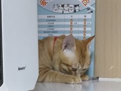 -谐和益家动物医院·免疫绝育·血液透析·宠保定点医院(高新伊藤分院)