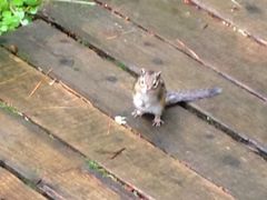 iphone_upload_pic-五营红松林海景区