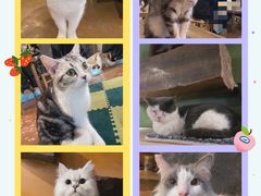 -猫猫幼稚园·撸猫·桌游·电玩