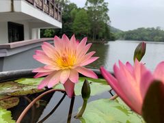 -深圳仙湖植物园