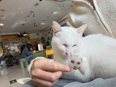 -平行世界·猫咖(首经贸店)