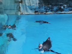 -帝企鹅自助餐厅•儿童岛•真企鹅(长隆企鹅酒店)