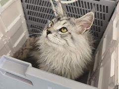 -瑞派·关忠动物医院·猫专科·犬专科(三环新城店)