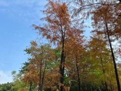 -晓港公园