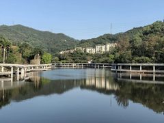 -银湖山郊野公园-相思林