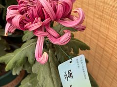 -无锡梅园公园