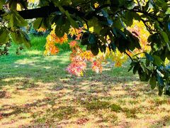 -墨尔本皇家植物园