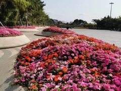 -深圳国际园林花卉博览园