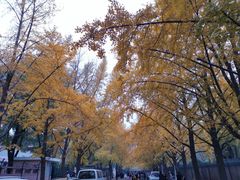 -三里屯东五街银杏大道