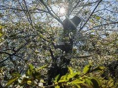 -井之头恩赐公园