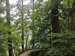 -天目山大树王景区