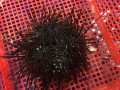 -幸福姐海鲜大排档