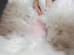 -安安宠医宠物医院·异宠·犬猫内科(岳阳分院)
