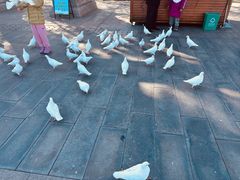 -天津妈祖文化园